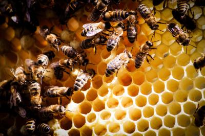 Abeille
