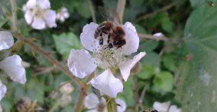 Apiculture