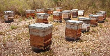 ruche d'abeilles