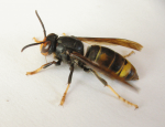 Fondatrice de vespa velutina