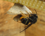 Vespa velutina starting nest